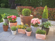 Instant Pots and Plants by Buggle Landscaping | Landscaping in Kildare, Dublin, Meath
